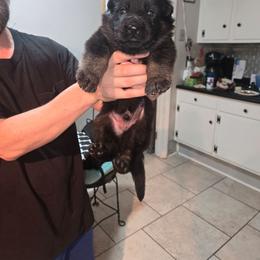 Brown collar - Black and red male German Shepherd puppy in Bethel, Ohio from Hughes Shepherds