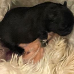 Shih txu - Black and white male Shih Tzu puppy in Troy, Texas from Smith Shih Tzu