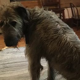 Irish Wolfhounds from Castle Keep Hounds, LLC