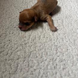Dallas - Red female Chihuahua puppy in Scranton, South Carolina from The Magnolia Pawlor, LLC