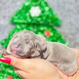 Porky-orange - Blue male Companion Cross puppy in Calimesa, California from BoujeePoodlesofsocal