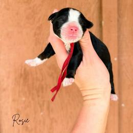 Rosie - Tri-color female Bernedoodle puppy in Wamego, Kansas from Doodles of Oz