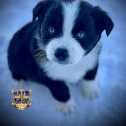 Tennessee - Black & white male Australian Shepherd puppy in El Dorado Springs, Missouri from HP Aussie Kennels