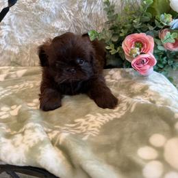 Magnolia - Chocolate female Shih Tzu puppy in Success, Missouri from Sweet Success