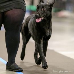 German Shepherd Puppies from Vom Cosabar