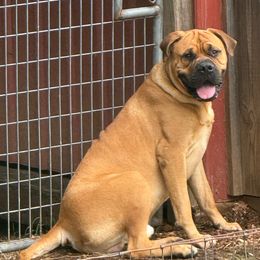 Sully - Bullmastiff