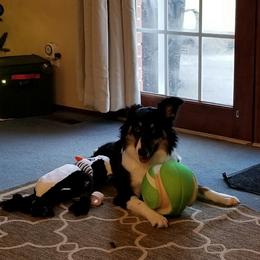 Australian Shepherd Puppies from Ohio Valley Australian Shepherds