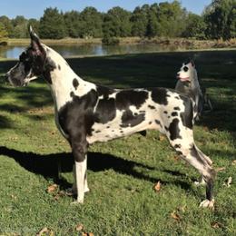 Great Dane puppies from Tidal Wave Danes