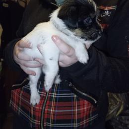 Brown collar - Tri-colored female Parson Russell Terrier puppy in Branford, Florida from Loyalville