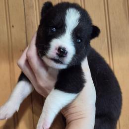 Girl 5 - Black and white female Siberian Husky puppy in Madison, Georgia from Thornbury Kennel