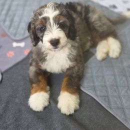 Blaze - Merle male Bernedoodle puppy in Massanutten, Virginia from Doting Doodles