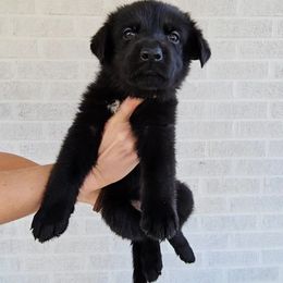 Charlie - Black female German Shepherd puppy in Winston Salem, North Carolina from Samtastic Shepherds