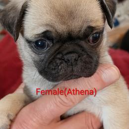 Athena - Fawn female Pug puppy in Hampstead, North Carolina from Delta pug puppies