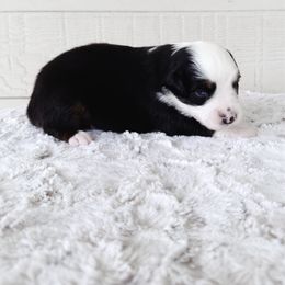 Gummy Bear - Black tri male Toy Australian Shepherd puppy in Pollok, Texas from Pineywoods Pups