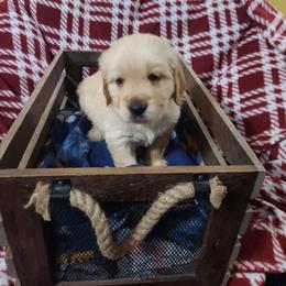 Boy 1 - Light golden male Golden Retriever puppy in Sagle, Idaho from Little Shadow Retrievers