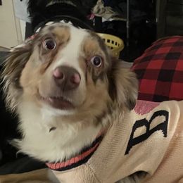 Miniature Australian Shepherds from Arnold’s Aussies