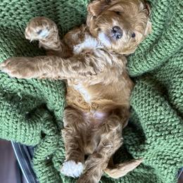 Boy 2 - Red Labradoodle puppy in Visalia, California from Junebug’s Labradoodles