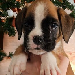 CHER Girl 1 - Fawn Boxer puppy in Lafayette, Tennessee from Silver Rain