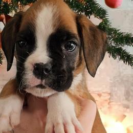 CHER Girl 1 - Fawn Boxer puppy in Lafayette, Tennessee from Silver Rain