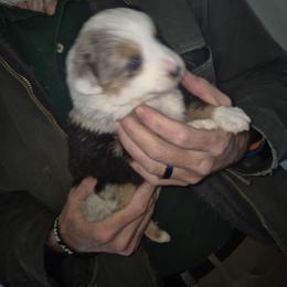 Harlequin Merle boy 1 - Red merle male Toy Australian Shepherd puppy in Madisonville, Tennessee from LaRose Farm & Kennels