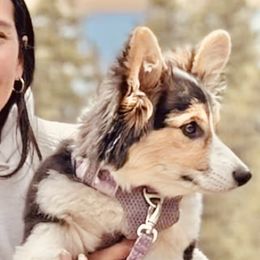 Pembroke Welsh Corgi Puppies from Boehm’s Pembroke corgis