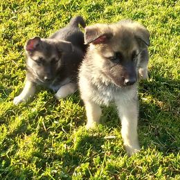 "Traditional boys" German Shepherd Puppies from Ruby's German Shepherds