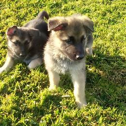 "Traditional boys" German Shepherd Puppies from Ruby's German Shepherds