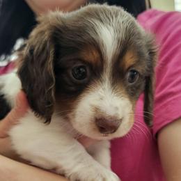 Joy Iris - Piebald female Dachshund puppy in Austin, Texas from Glorious Minis