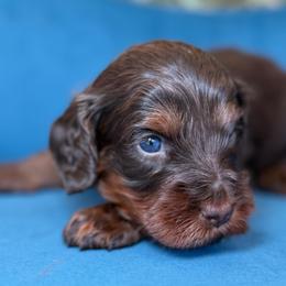 Lexi - Chocolate female Cavapoo puppy in Yuciapa, California from AlltheDoodlez_