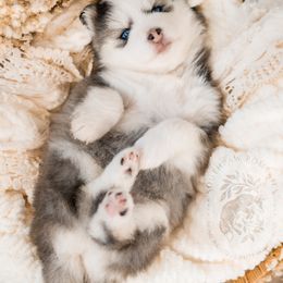 Pomsky Puppies from Southpaw Pomskies