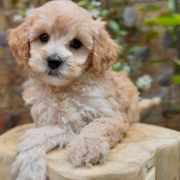 Journey - Apricot female Cavapoo puppy in Arlington, Texas from Van Haselen Poodles and Doodles