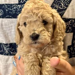 White - Cream female Goldendoodle puppy in Holland, Michigan from WAG 52nd