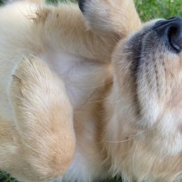 Golden Retriever Puppies from Hearth & Homestead