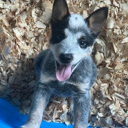 Boy 2 - Blue male Australian Cattle Dog puppy in Norton, Ohio from Australian Cattle Dog Company