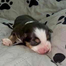 Butterfly - Black tri-color female Australian Shepherd puppy in Ellensburg, Washington from Creekside Aussies