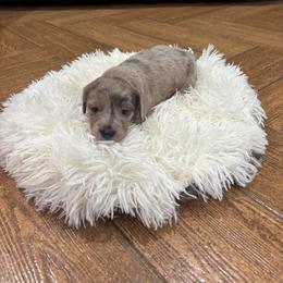 Dachshund Puppies from Finleys Babies