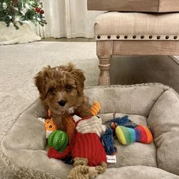 Cavalier King Charles Spaniel and Cavapoo All Grown Up from Alex Camp
