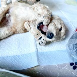 Goldendoodle Puppies from Lundee Doodles