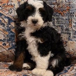 Rain - Tri-color male Bernedoodle puppy in Churchill County Fallon, Nevada from Card Family Ranch