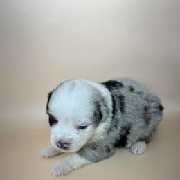 Oreo - Blue merle male Miniature Australian Shepherd puppy in Hokes Bluff, Alabama from Alegria Toy Aussies