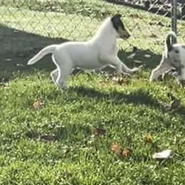 Collie Puppies from Diamund Collies