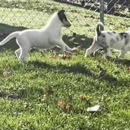 Collie Puppies from Diamund Collies