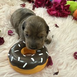Dachshund Puppies from Gulfishan Kennels