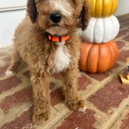 AKC LUKE. (Orange collar) - Red  male Poodle puppy in Dallas, Georgia from West Cobb Dogs