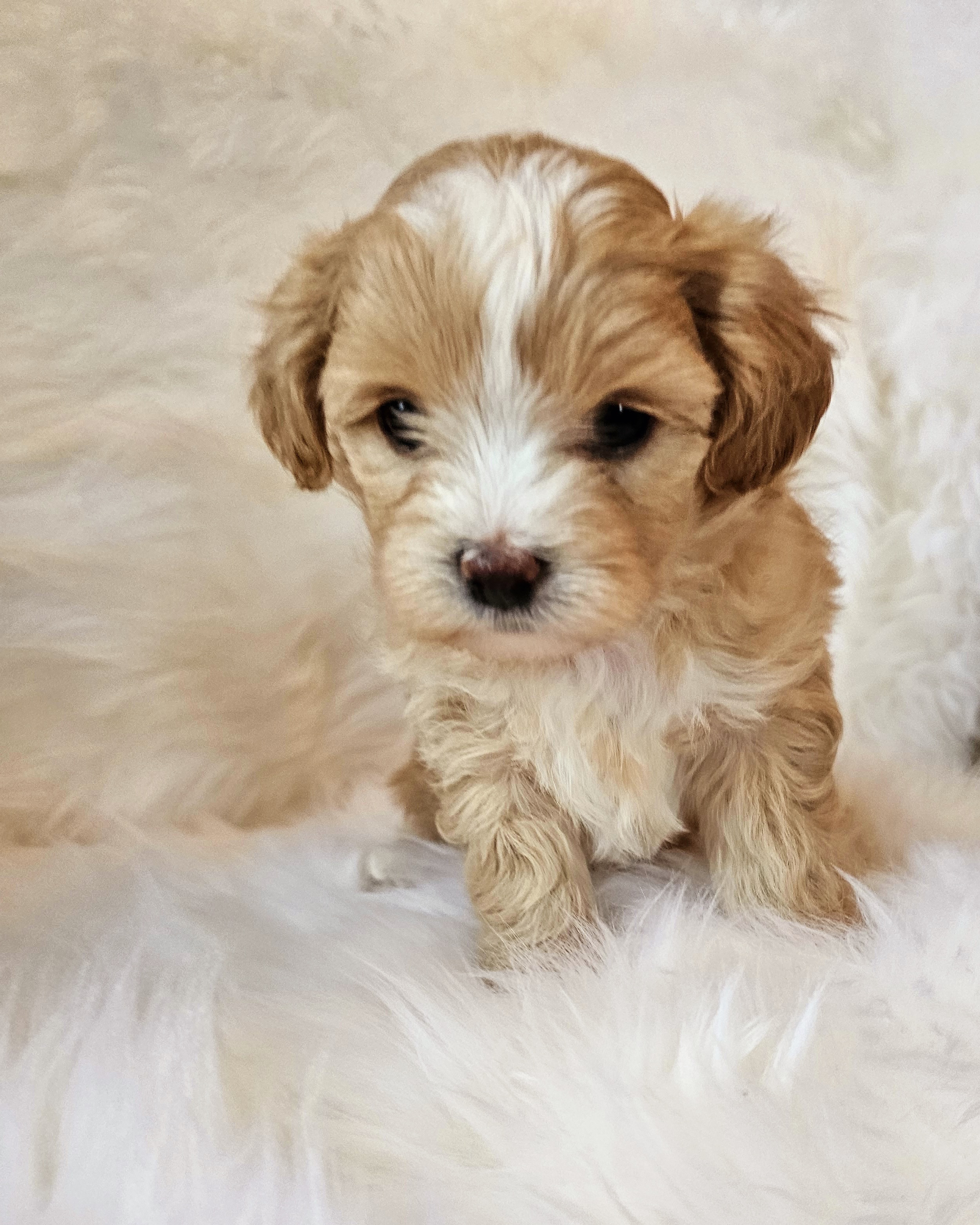 Shihpoo Puppies from Kopydlowski's Shihpoo