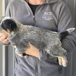 River - Male 2 - Blue male Australian Cattle Dog puppy in Jefferson, South Carolina from Blue Creek Farms