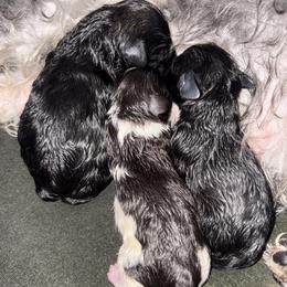 Miniature Schnauzer puppies from Krystle's Miniature Schnauzers