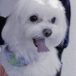 Maltese, Maltipoo, and Morkie All Grown Up from The Aristocratic Puppy Patch