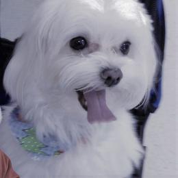 Maltese, Maltipoo, and Morkie All Grown Up from The Aristocratic Puppy Patch