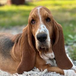 Raven - Basset Hound